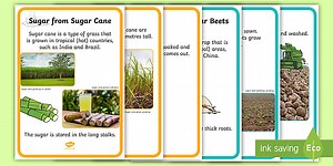 Sugar Production Display Posters