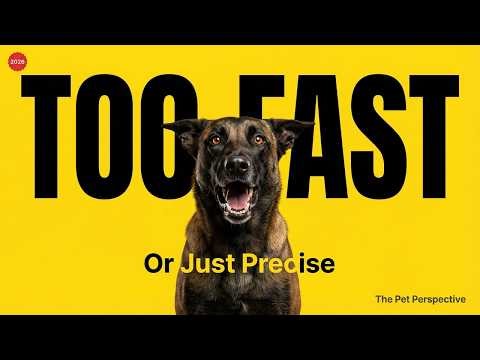 Belgian Malinois Intensity Isn't Emotional — Here's What It Actually Is