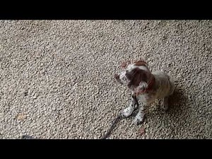Dressage Springer Spaniel, sagesse à l'envol