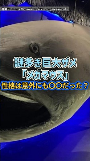 謎多き巨大ザメ「メガマウス」性格は意外にも〇〇だった？ #水族館 #雑学 #プチ知識 #メガマウス #海洋生物 #サメ #解説 #四国めたん #海