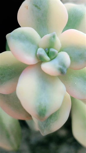 cotiledon garra de oso cotiledon orbiculata porcelanas tubibans #cotiledonorbiculata #tubiban #garritadeoso #cotiledonvariegado tiledonvariegado