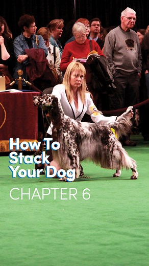 "How to Stack Your Dog" Chapter 6: The Difference Between Stacked & Shown 🏆 Enroll in the full course for FREE here👉 http://bit.ly/how-to-stack | Leading Edge Dog Show Academy