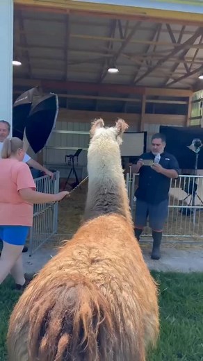 Behind the scenes with Hawk, the midwest llama we love so much. 🦙 From my book, Farm Life | Randal Ford Photography