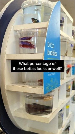 Thoughts on Petco betta fish display