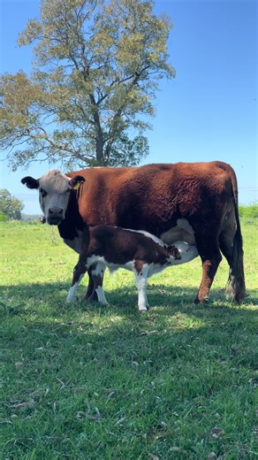 Historias y dulces de la vida en el campo argentino