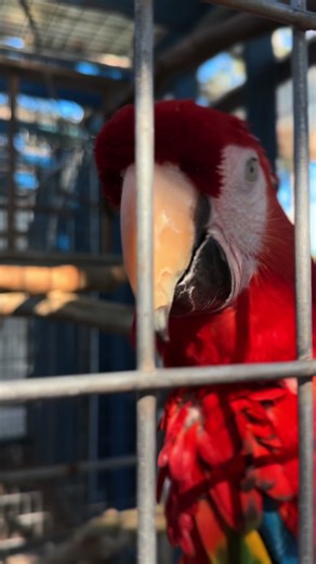 Exploring Columbus Zoo's Exotic Wildlife