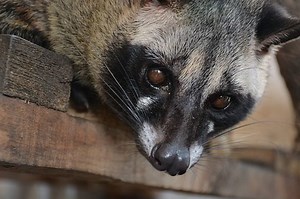Fakta Mengenai Musang Pandan, Hewan Nokturnal Beraroma Daun Pandan yang Unik dan Menggemaskan - Bobo