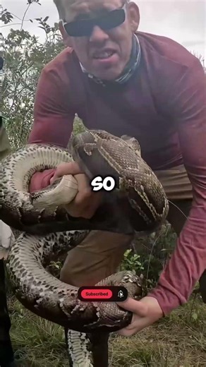 Catching a Giant 10-Foot Monster Python with Bare Hands! 🐍😱