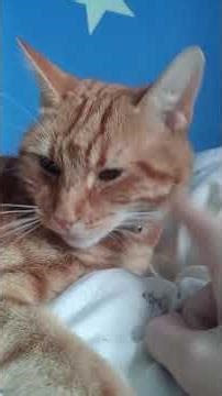 GIZMO #christmas #xmas #music #lastchristmas #santa