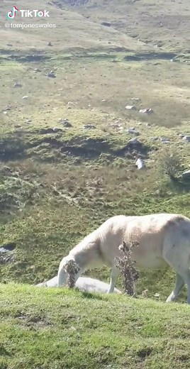 Lockdown Behaviour: Exploring the Welsh Sheep Joke Origin