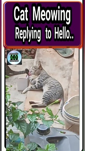 cat meowing.. Replying to hellooo.. #funnyshorts