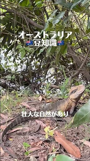 野生動物がたくさんのオーストラリア🇦🇺 自然がたくさんでいいとこです😊 #オーストラリア #シドニー #海外生活 #野生動物