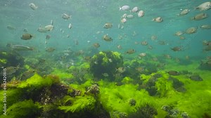 Shoal of fish underwater seascape in the Atlantic ocean, Diplodus and Boops boops fish with seaweed on the seabed, natural scene, Spain, Galicia