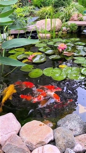 This Crazy 🔥 Aquarium is.. #aquascapegallery #aquarium