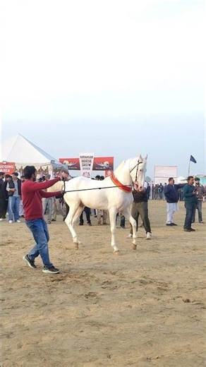 #horse#horseshow#usahorses#horsepower #horseracing #viralshort