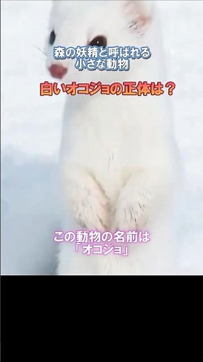 山の神様の使い？妖精オコジョの意外な正体 #オコジョ #イタチ科 #森の妖精 #野生動物 #動物解説 #小さなハンター #shorts