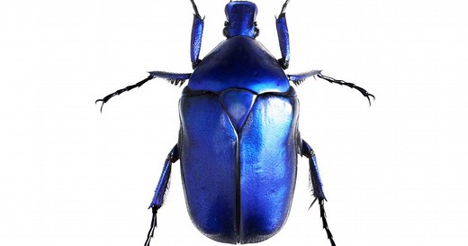 A black bug bleeds black blood tongue twister - Netmums