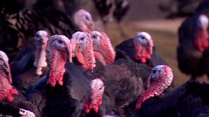 The business of turkey farming