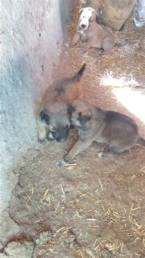 Cute Puppies Playing & Fighting Softly 🐶💖 | Adorable Puppy Fun Moments #shorts