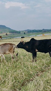 28K views · 113 reactions | Bull and cow eating grass to the paddy field #viral #love #couple | Emi Siangshai | Facebook