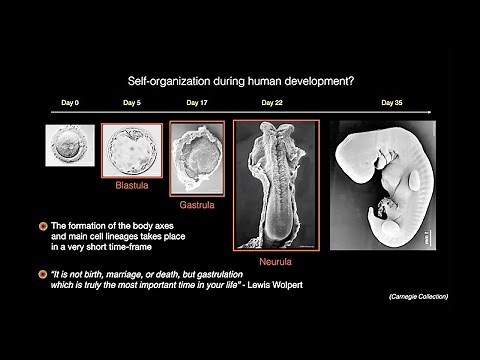 Synthetic Human Embryos and Organs with Ali Brinvanlou - Breaking News in Stem Cells
