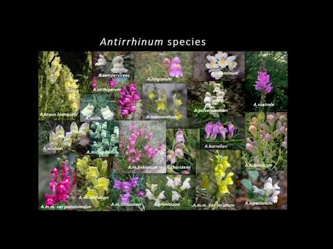 What plants, genes and genomes tell us about evolution by Prof Enrico Coen