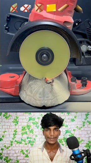 With which material can a turtle’s shell be cut? #shorts #trending #cuttingskills