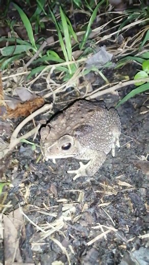 Hello, Toad!