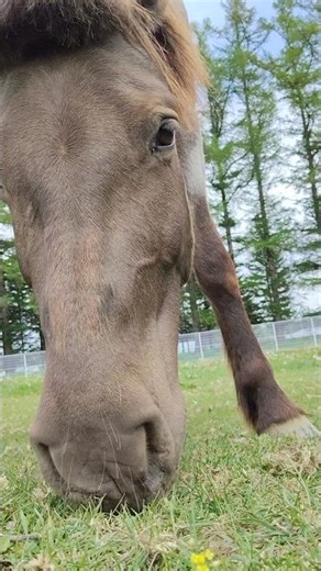 草刈りバイト中💪音ありがおすすめです #帯広畜産大学うまぶ #帯広畜産大学 #horse #equestrian #馬 #動物 #かわいい #農業 ＃除草＃放牧