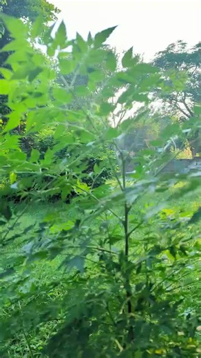 M.H🤲🏻 (@t.u.m.bus.tum)’s videos with ishq hosh akal by Sajid ali - Sajid Ali Official