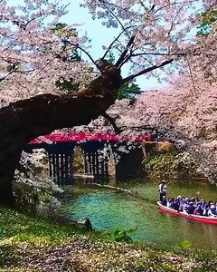 41K views · 5.2K reactions | Hirosaki park, Japan  | Ghibli Community | Facebook