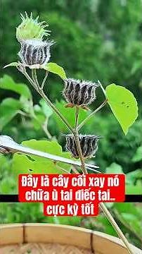 Tai nghe o o như ve kêu suốt ngày mà không biết cây này thì quá phí đời! cây cối xay