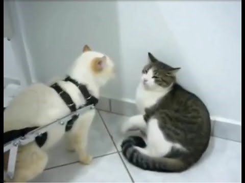 This disabled cat wasn't ready for them skibbity paps. LOL!