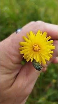 Steifhaariger Löwenzahn (Leontodon hispidus) - Gartenexpedition #shorts #naturgarten