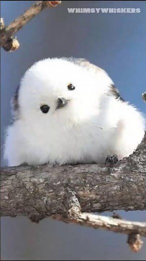 Japan's Snow Fairy? | The Shima Enaga