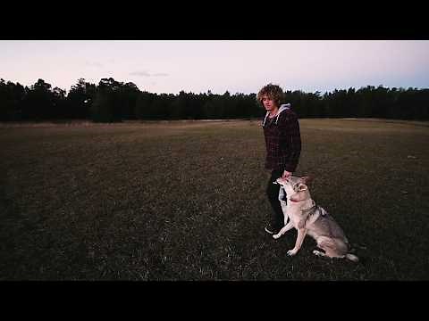 Czechoslovakian Wolfdog (Vlcak) training Australia