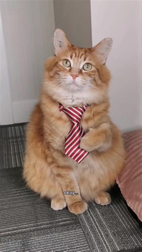 Recreating Popular Video with Walter the Cat Cats