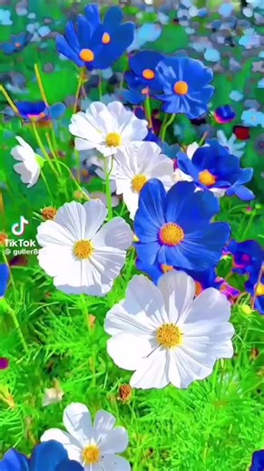 Redline geräte Düsseldorf (@redline.iptv)’s videos with Originalton - Redline geräte Düsseldorf