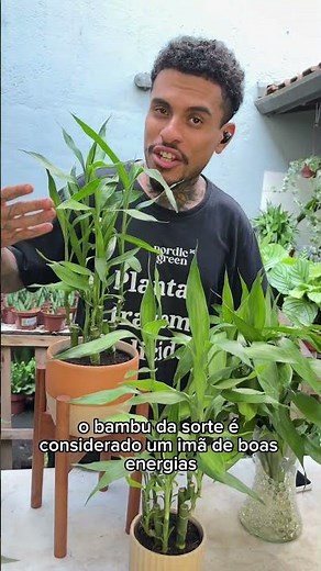 Benefícios de ter um Bambu-da-sorte I Nordic Green