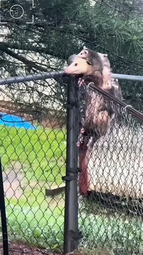 OPOSSUM on Instagram: "Opossum core Credit loveparrot88 Please DM for Credit or Removal .. .. #opossum #opossumsofinstagram #opossums #opossumlove #opossummemes #opossumlover #opossumlife #opossumrescue #opossumart #opossumcore #opossumbay #opossumbabies #virginiaopossum #opossumtattoo"