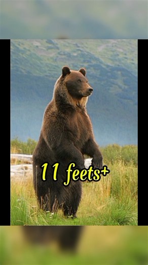 Top 3 Biggest Bears in the World! 🐻😱 #facts