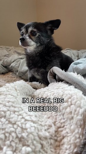 Adorable Puppy Songs Compilation for Leni the Spoiled Dog