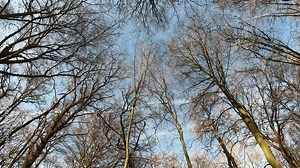 looking up to the trees and some contrails in the sky, low angle time lapse