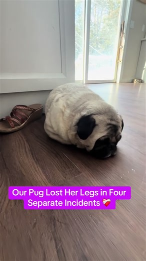 A quadruple amputee, deaf, blind pug with rabies can still live a perfectly normal life 💖 #fyp #viral #funny #fyppppppppppppppppppppppp #dog