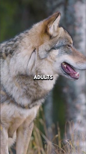 The Changing Color Of Wolf Eyes From Blue To Gold #wolves #nature #science