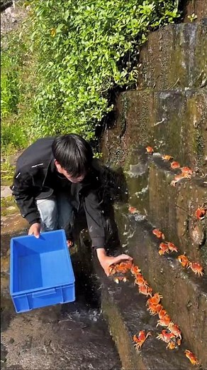Crab Catching 🦀🎣 Unique Village Technique, Bare Hands Catching so many Crab 🦀!! Crab Fishing 🎣!🦀✌️