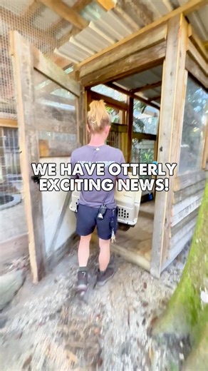 Our favorite otter duo just got a new home! 🦦 Visit Noodles and Dumplings in their new enclosure inside our Gator Park. Their encounters are still sold out for now, but we hope to open more slots in the future; until then, you can always stop by and say, “Hi!” | Wild Florida