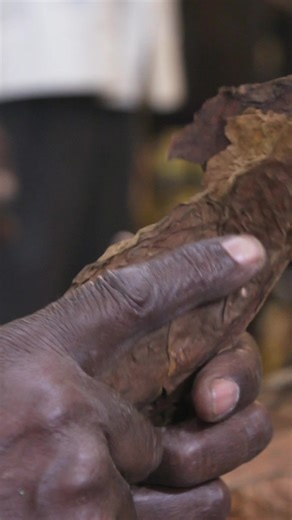 La tradición cubana de elaboración de puros de 200 años de antigüedad #BusinessInsider #PurosCubanos #Puros #Cuba #CulturaCubana | Insider Español