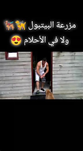 مزرعة البيتبول في الجزائر – تجربة مذهلة