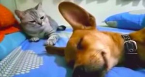 Dog releases powerful fart in his sleep – cat’s naughty revenge causes thousands to laugh out loud